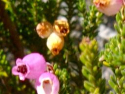Erica lateralis