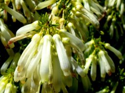 Erica mammosa flowers