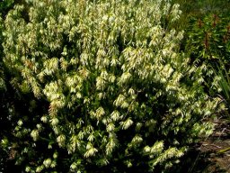 Erica mammosa pleasing gardeners
