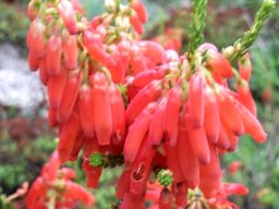 Erica mammosa flowers
