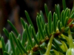 Erica mammosa leaves