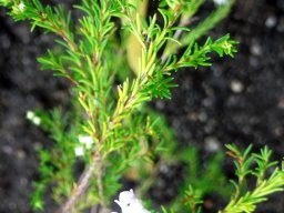 Erica margaritacea
