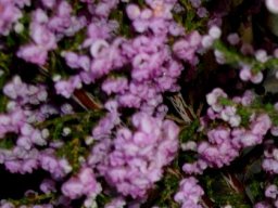 Erica mauritanica