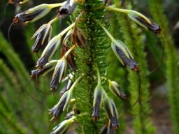 Erica species black corolla cream calyx