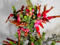 Erica monadelphia