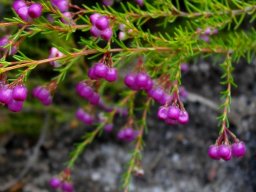 Erica multumbellifera flowers