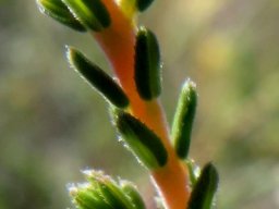Erica species leaves