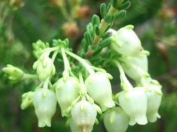 Erica oblongiflora