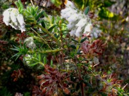 Erica pannosa stems