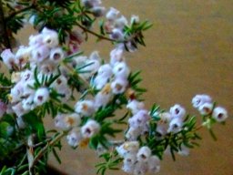 Erica parviflora