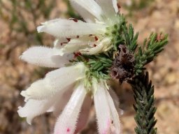 Erica pectinifolia flowers