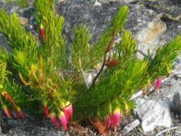 Erica plukenetii