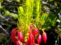 Erica plukenetii at Fernkloof