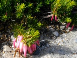 Erica plukenetii pale pink flowers