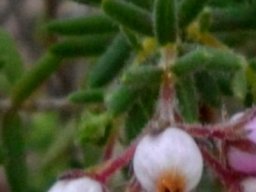 Erica pubescens leaves