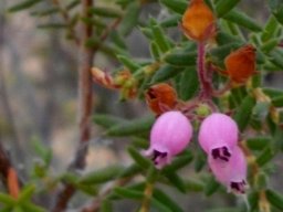 Erica pubescens flowers