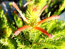 Erica quadrisulcata old flowers