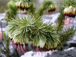 Erica recurvata back after 200 years