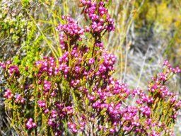 Erica rhopalantha var. rhopalantha