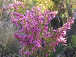 Erica rosacea subsp. rosacea leaves