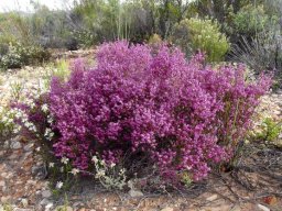 Erica rosacea subsp. rosacea