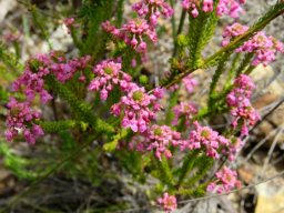 Erica seriphiifolia flowers