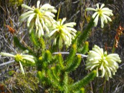 Erica sessiliflora
