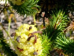 Erica sessiliflora fruit