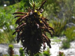 Erica sessiliflora prepared to wait