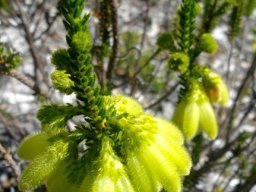 Erica sparrmanii leaves