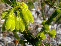 Erica sparrmanii hairy flowers