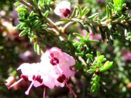Erica sparsa flowers in the sun