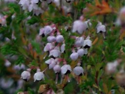 Erica sparsa pale flowers