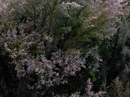 Erica sparsa tall shrub