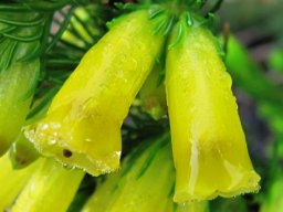 Erica species