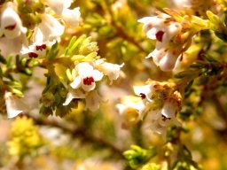 Erica subdivaricata flowers