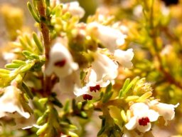 Erica subdivaricata