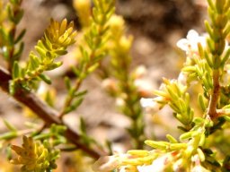 Erica subdivaricata leaves