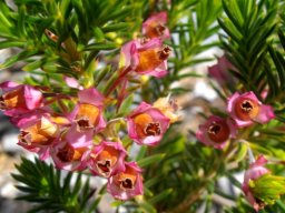 Erica taxifolia flowers