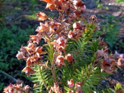 Erica taxifolia brown on top