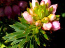 Erica taxifolia buds and leaves