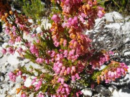Erica tenella many tiny urn-shaped flowers
