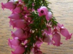 Erica tenella flowers