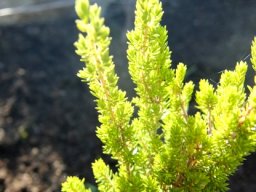 Erica unicolor subsp. georgensis