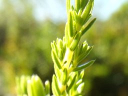 Erica unicolor subsp. georgensis leaves
