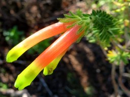 Erica unicolor subsp. mutica buds ready to open