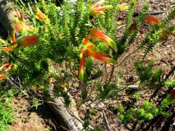 Erica unicolor subsp. mutica