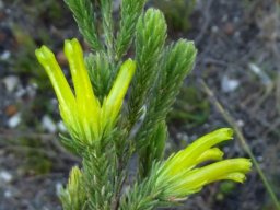 Erica unicolor subsp. unicolor