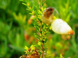 Erica urna-viridis