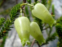 Erica urna-viridis at Silvermine